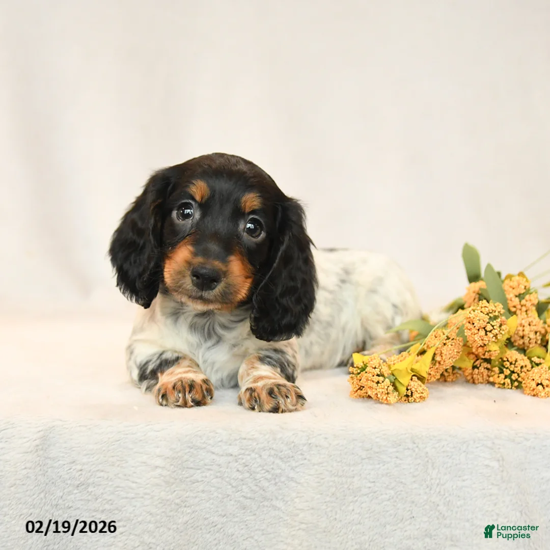 Miniature Dachshund dogs for sale: Baxter - Ad 5