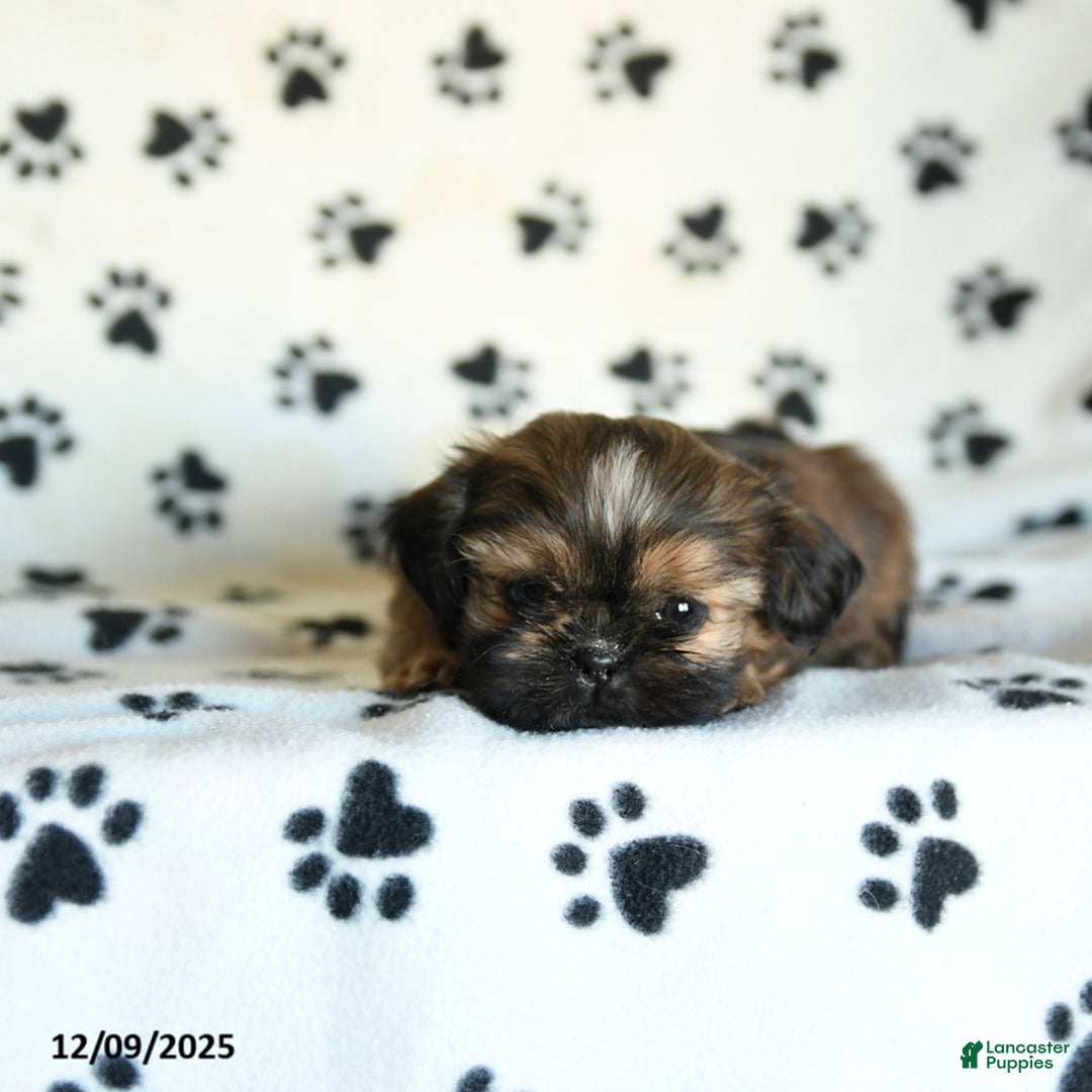 Shih Tzu dogs for sale: Paws - Ad 2