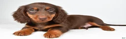 Dachshund dogs for sale: Teddy - Ad 7