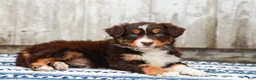 Australian Shepherd dogs for sale: Carter - Ad 4
