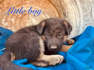 German Shepherd dogs German Shepherd Puppy 1 - Ad 3
