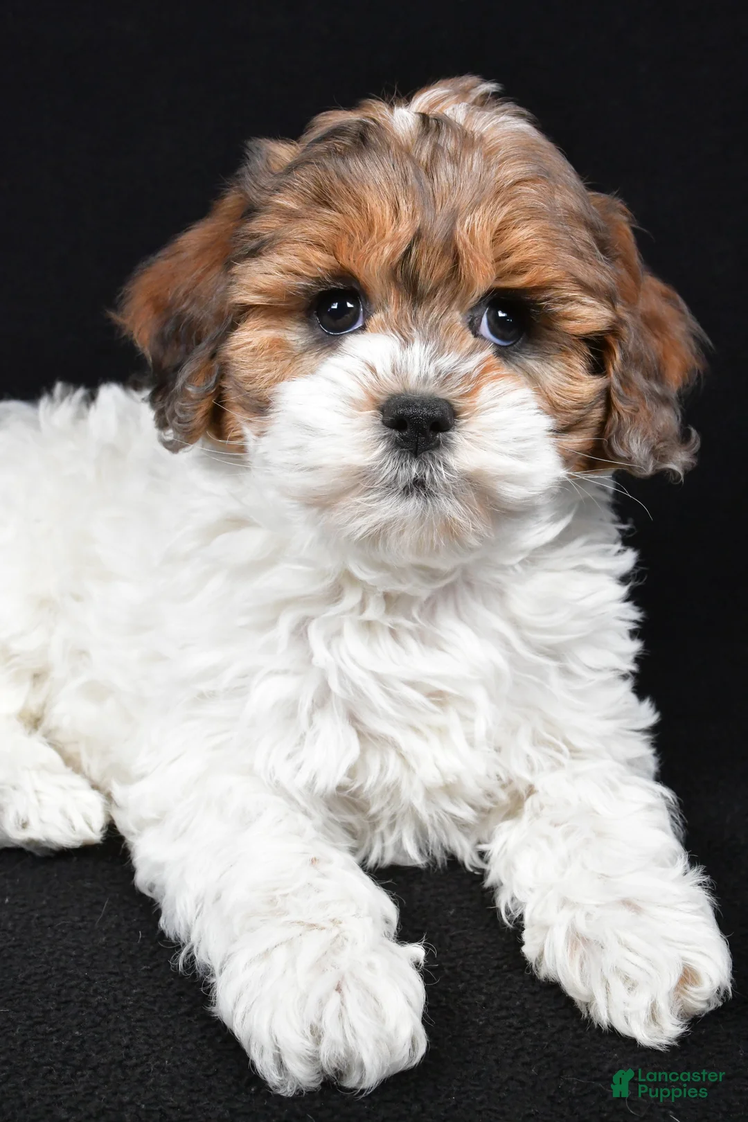 Cockapoo dogs for sale: Alice - Ad 8