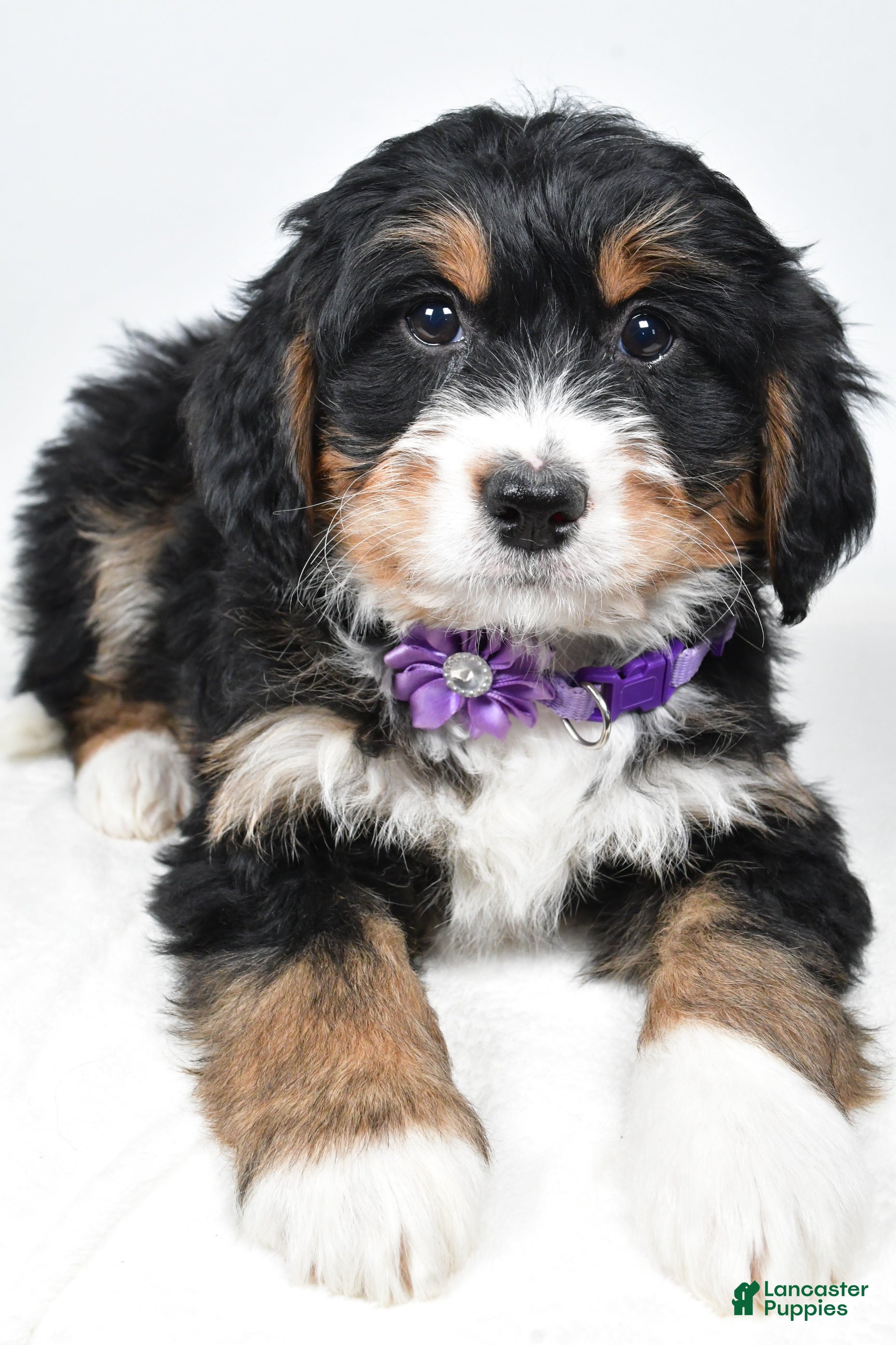 Mini Bernedoodle dogs Ava - Ad 2