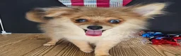Pomeranian dogs for sale: Pepper's Long Shot - "Archer" - Ad 32