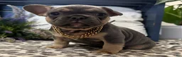French Bulldog dogs for sale: Fox - Ad 1