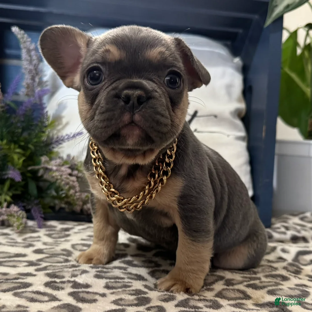 French Bulldog dogs for sale: Fox - Ad 1