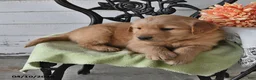 Golden Retriever dogs for sale: Roy  - Ad 13