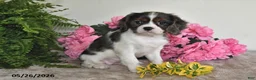 Cavalier King Charles Spaniel dogs for sale: Bella - Ad 4