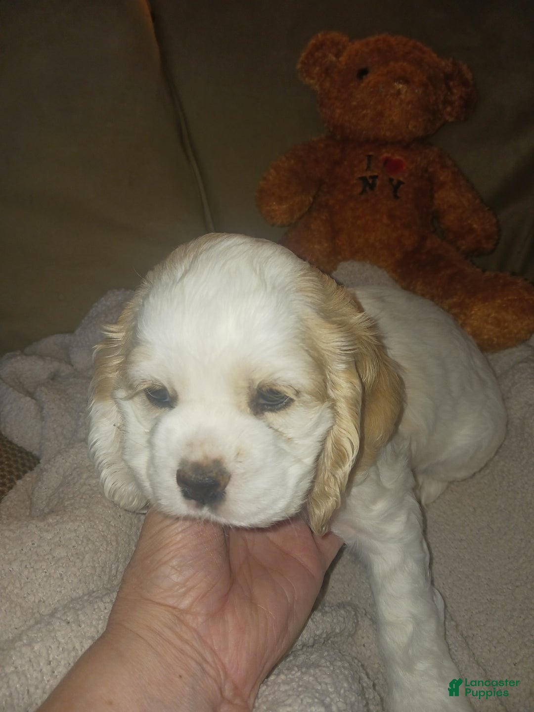 Cocker Spaniel dogs for sale: CLEO - Ad 1