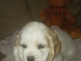 Cocker Spaniel dogs CLEO - Ad 2