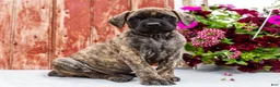 English Mastiff dogs for sale: Mackenzie - Ad 1