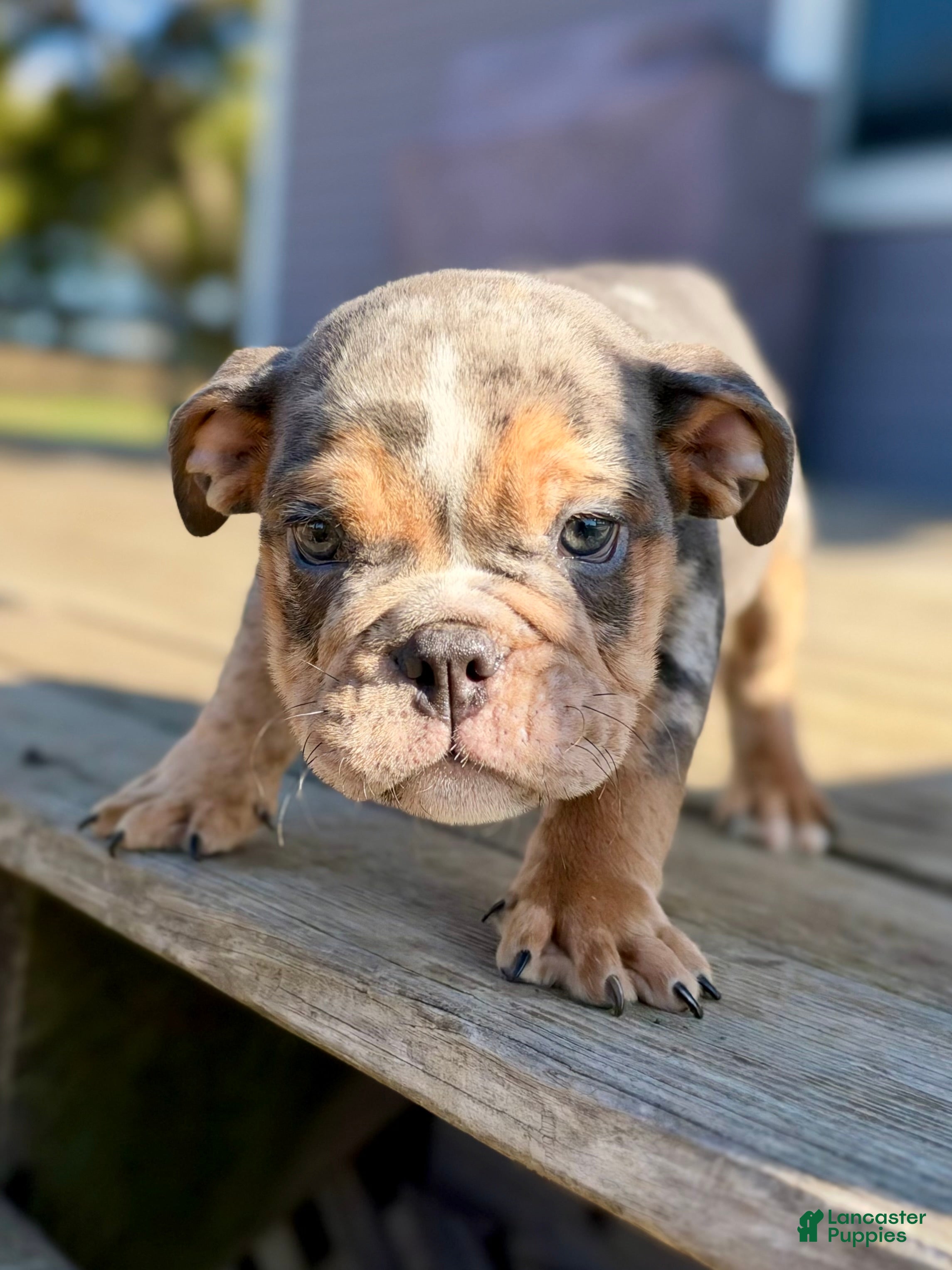 English Bulldog dogs for sale: Versace - Ad 19