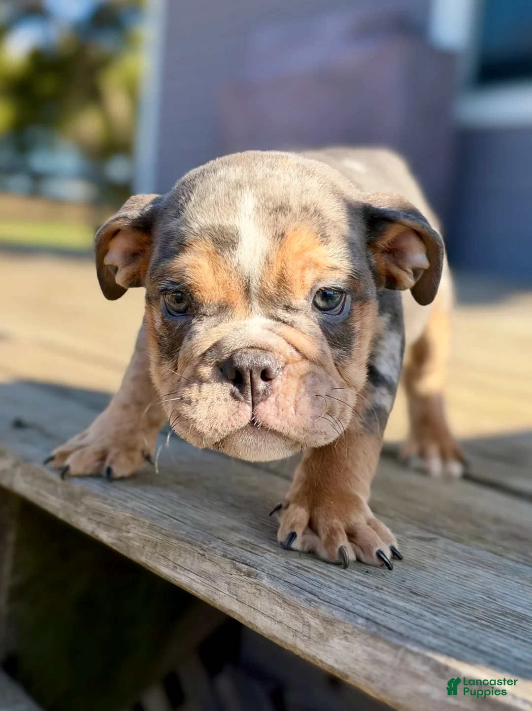 English Bulldog dogs for sale: Versace - Ad 1
