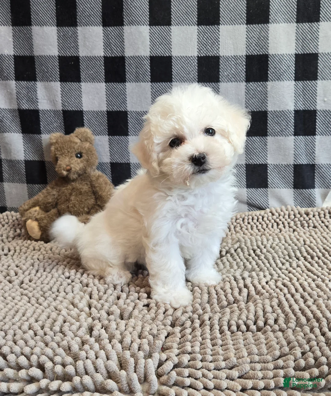 Bichon Frise dogs for sale: Libby - Ad 1