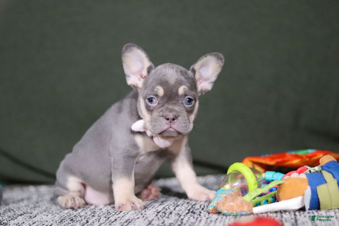 French Bulldog dogs for sale: Pippa - Ad 4