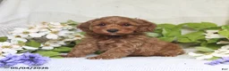 Cockapoo dogs for sale: Jason - Ad 5