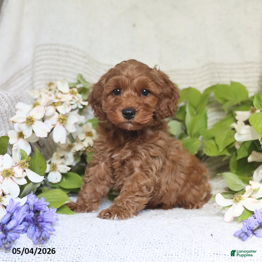 Cockapoo dogs for sale: Jason - Ad 5