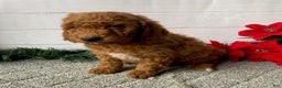 Mini Goldendoodle dogs for sale: Watts - Ad 4