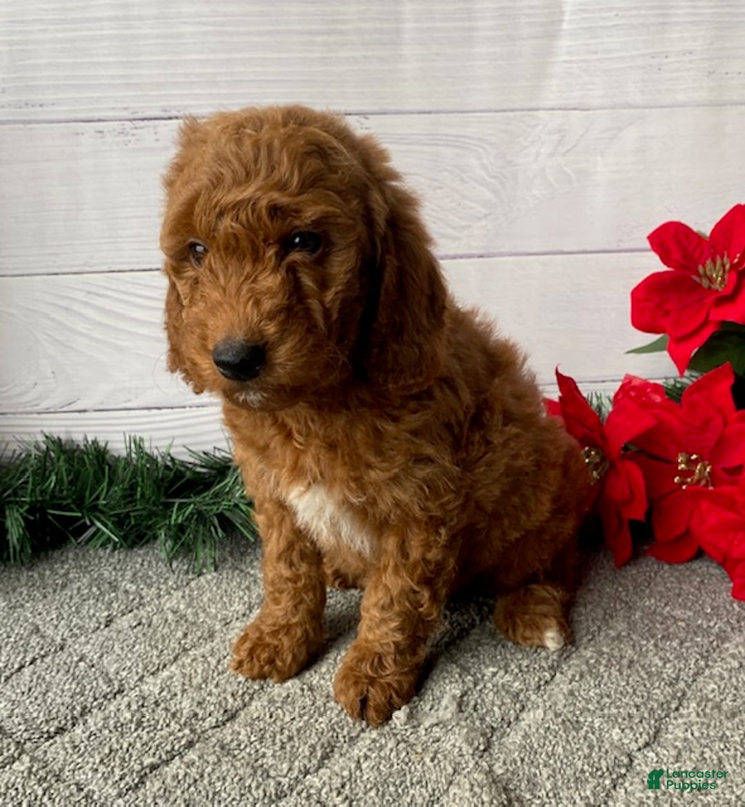 Mini Goldendoodle dogs for sale: Watts - Ad 4