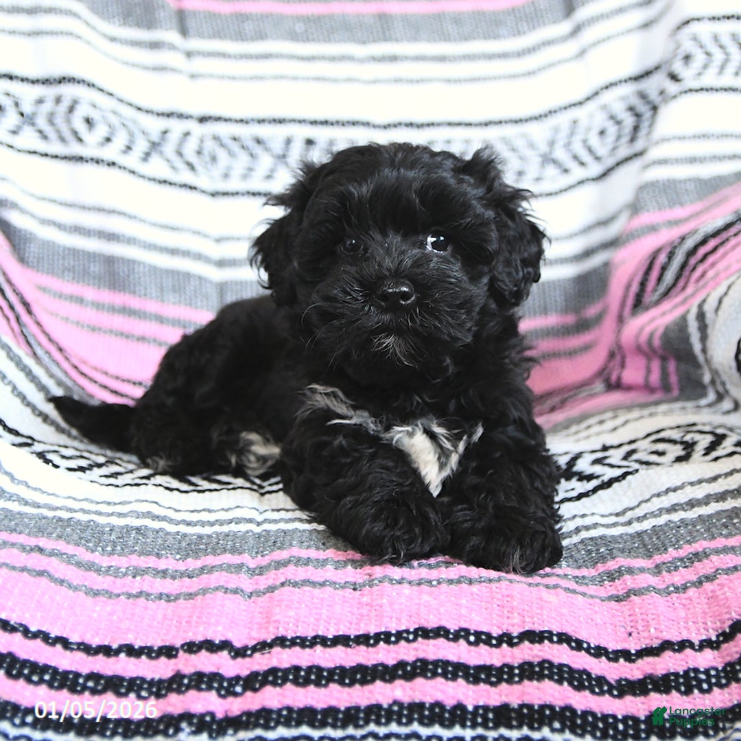 Mixed Breed dogs for sale: Isabel  - Ad 4