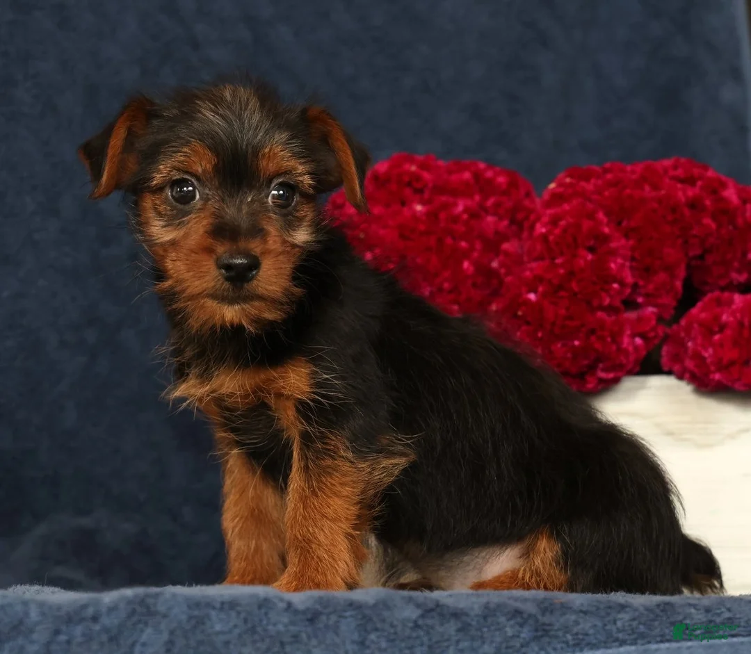 Yorkshire Terrier dogs for sale: Quinn - Ad 2