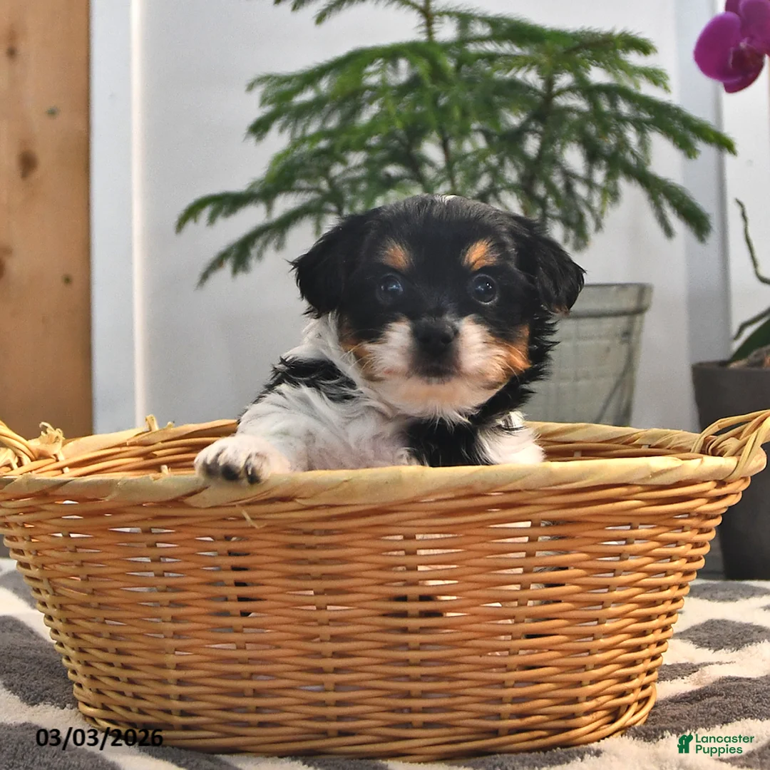 Mixed Breed dogs for sale: James   - Ad 2