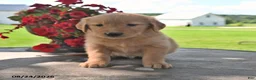 Golden Retriever dogs for sale: Trigg - Ad 2