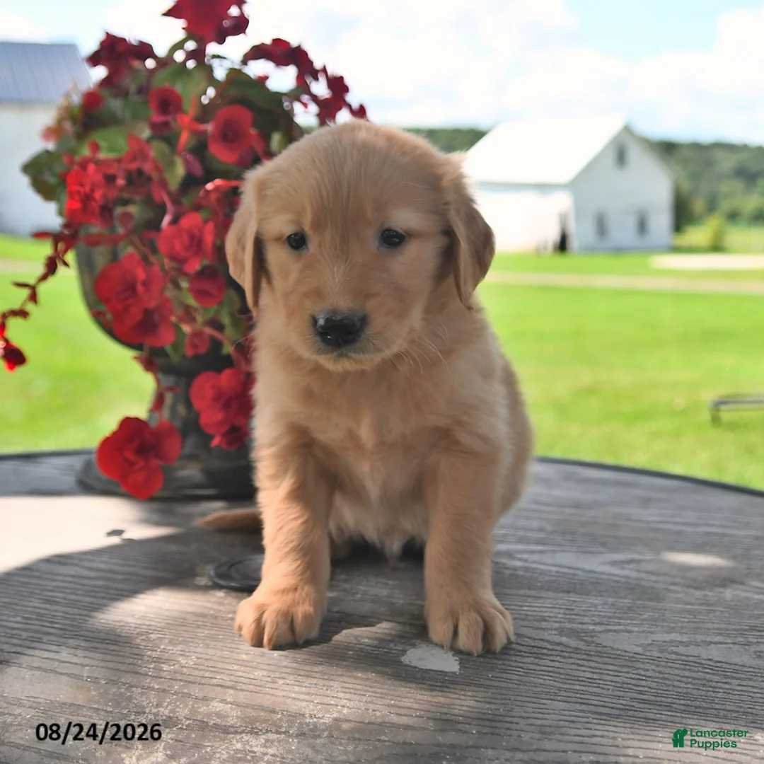 Golden Retriever dogs for sale: Trigg - Ad 2