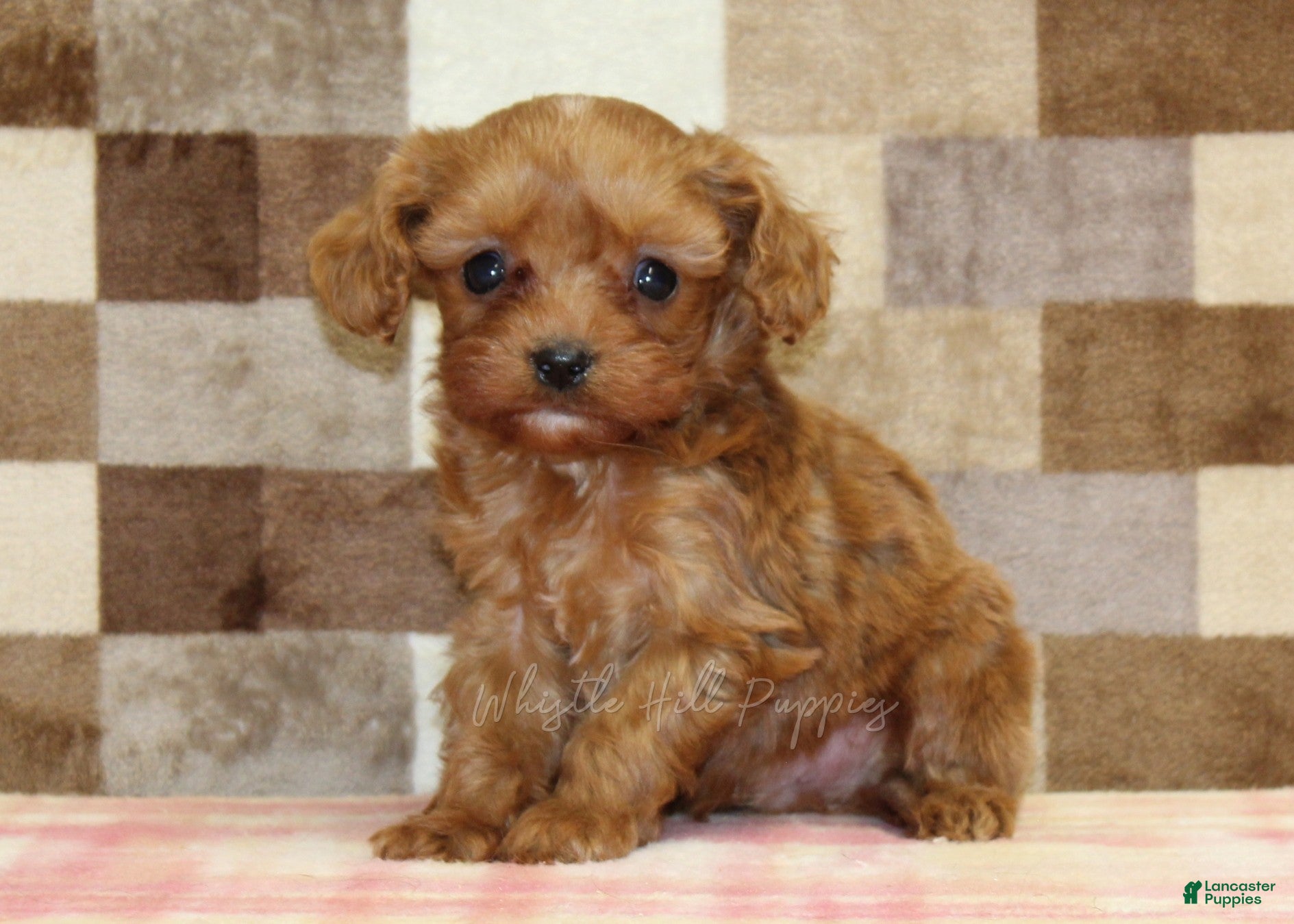 Cavapoo dogs Ivan - Ad 1