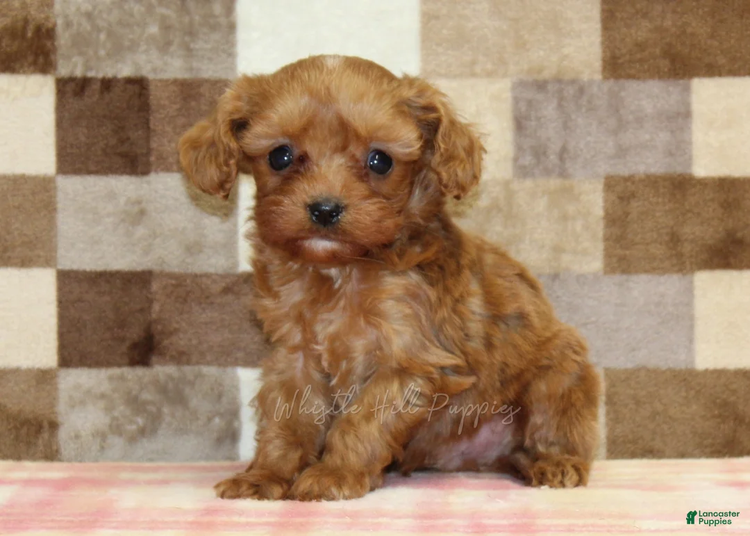 Cavapoo dogs for sale: Ivan - Ad 1