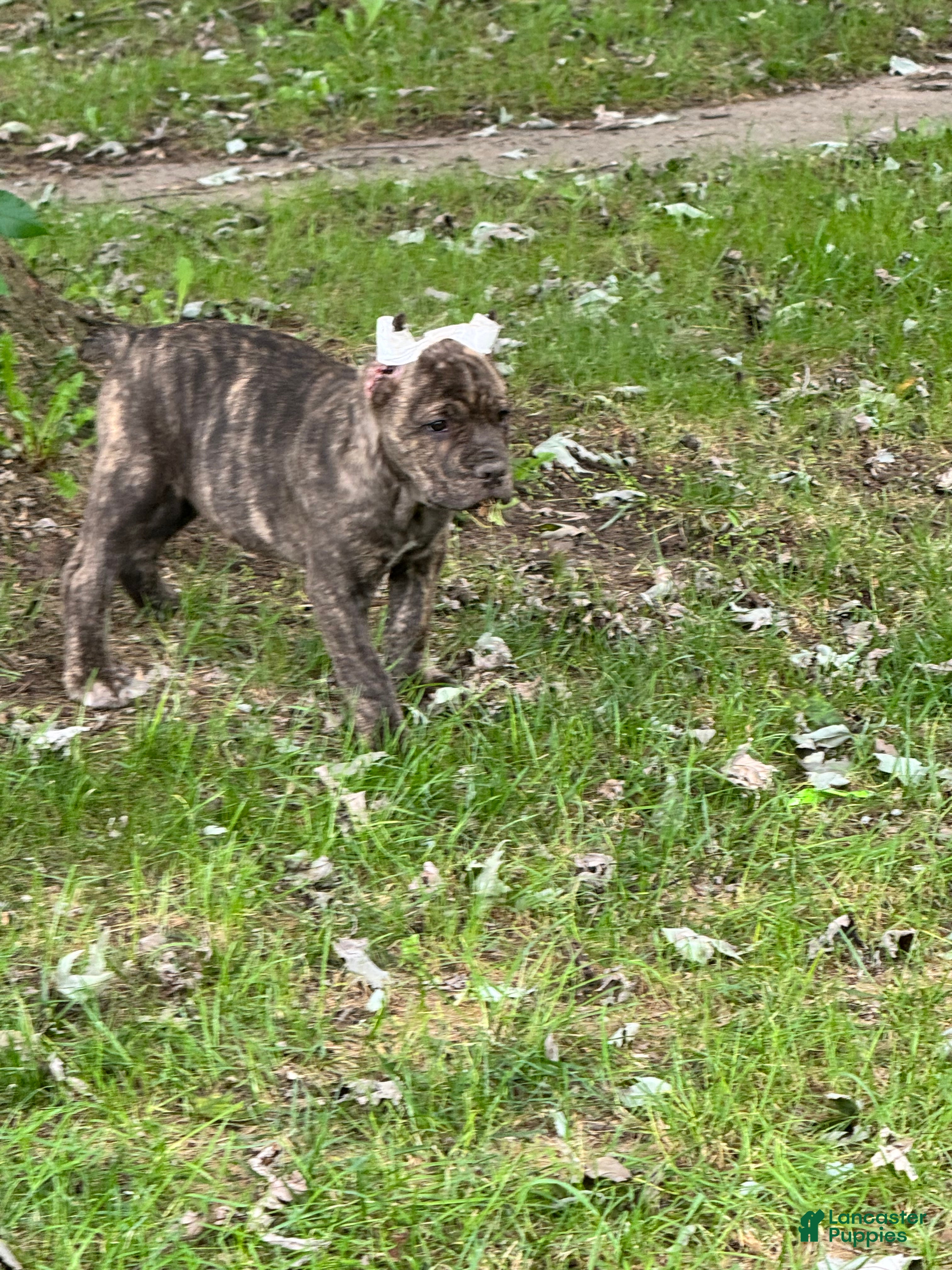 Cane Corso (Cane Corso, Female) in Warsaw, IN