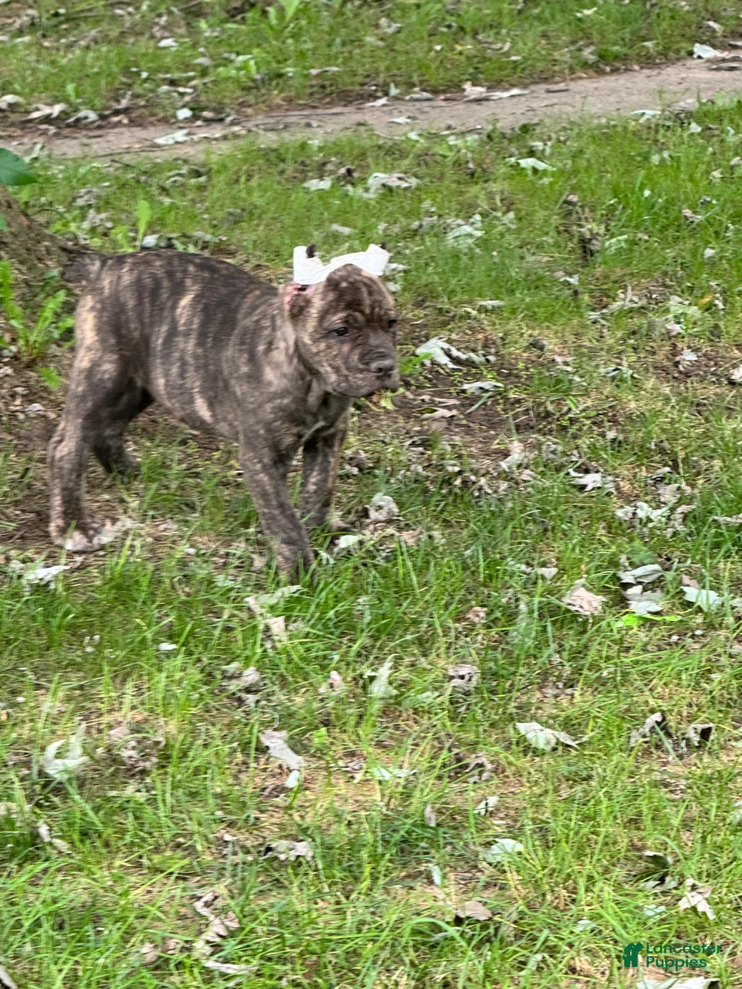 Cane Corso dogs for sale: Cane Corso 5 - Ad 1