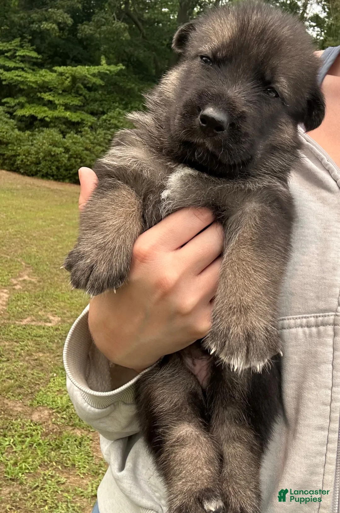 Gerberian Shepsky dogs for sale: Gerberian Shepsky 4 - Ad 2