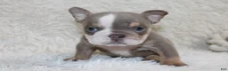English Bulldog dogs for sale: Indi Rose - Ad 5