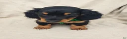 Miniature Dachshund dogs for sale: BRADY - Ad 2