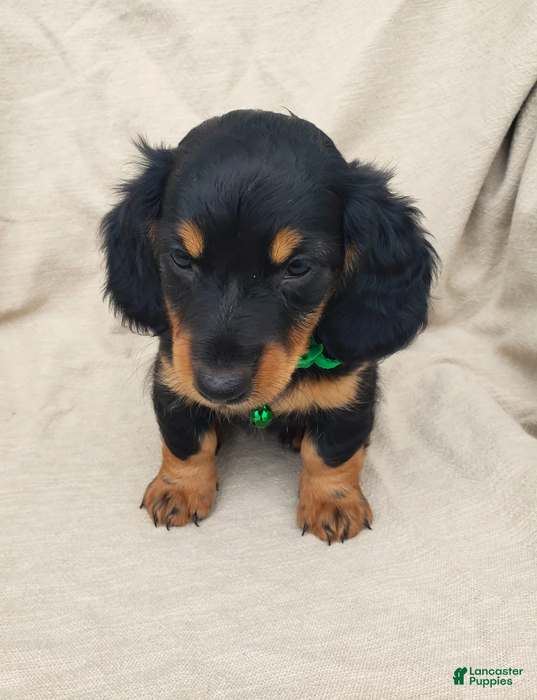 Miniature Dachshund dogs for sale: BRADY - Ad 2