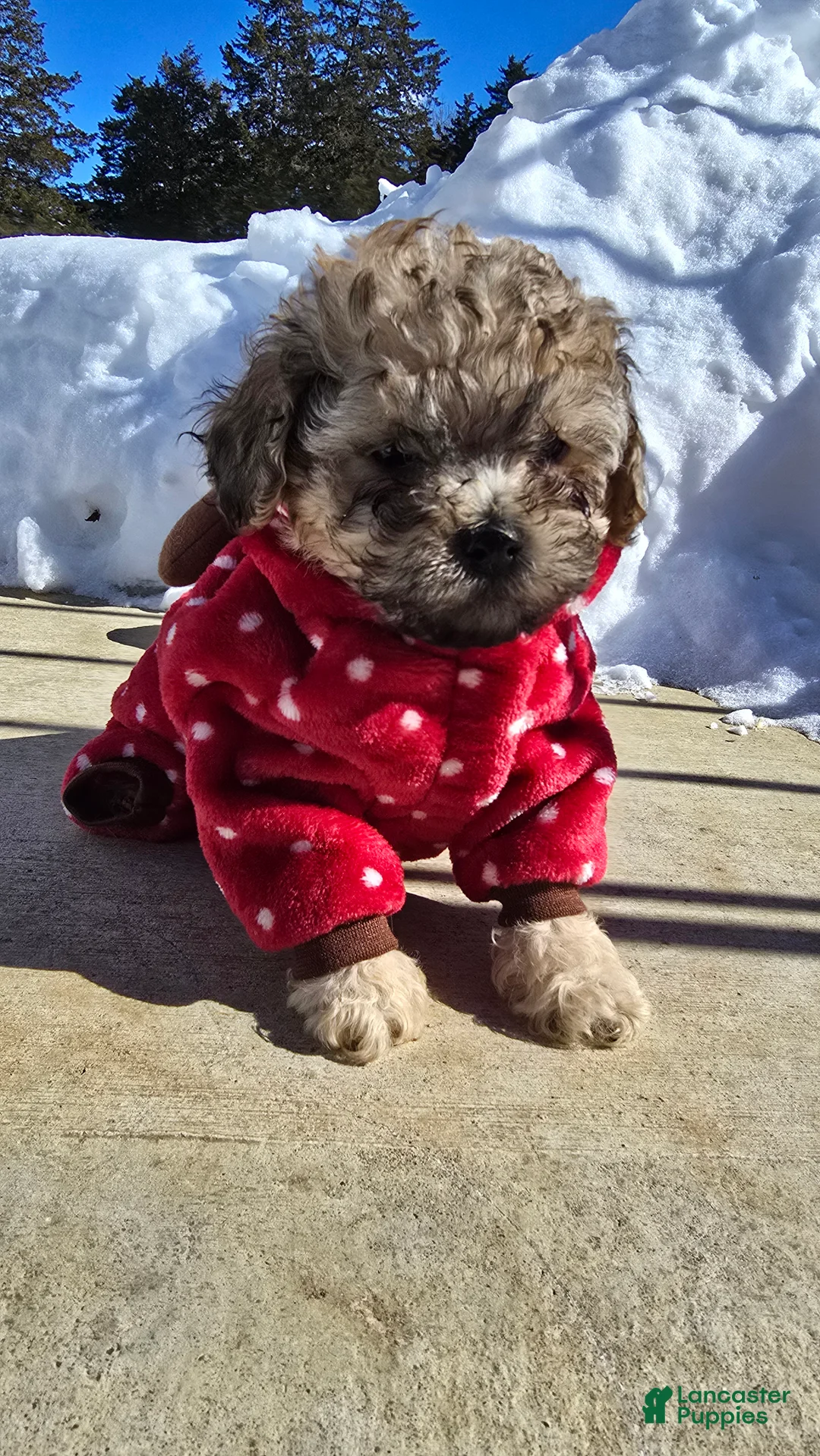 Toy Poodle dogs for sale: Lake  - Ad 3