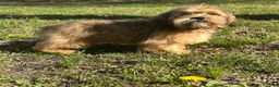 Mixed Breed dogs for sale: Buddy - Ad 5