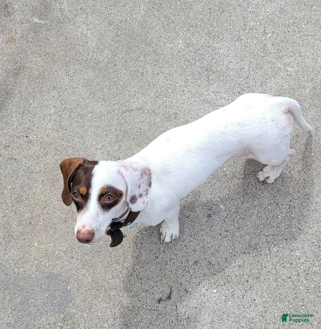 Miniature Dachshund dogs for sale: Lily - Ad 10