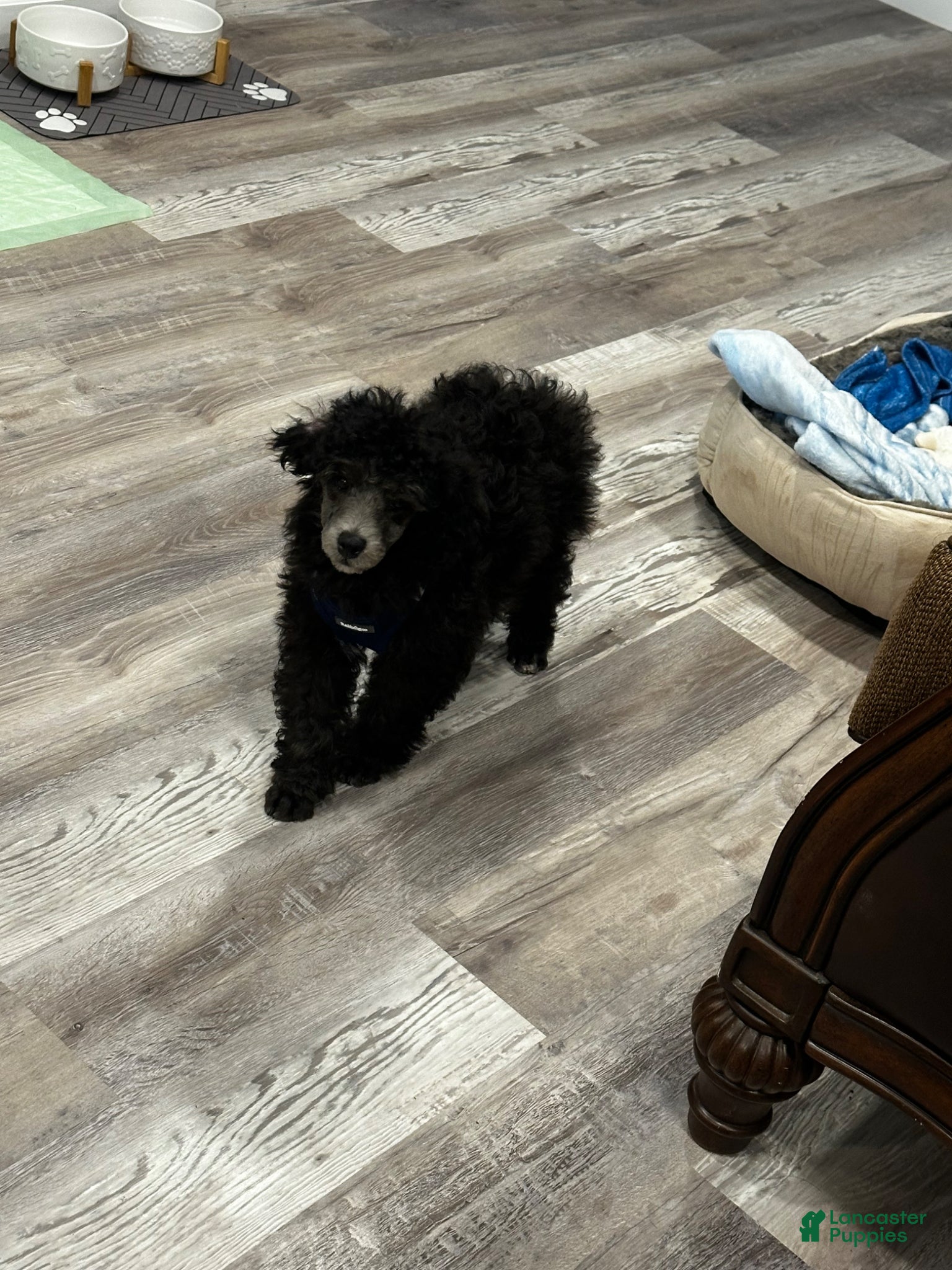 Toy Poodle dogs for sale: Toy Poodle Puppy 1 - Ad 5