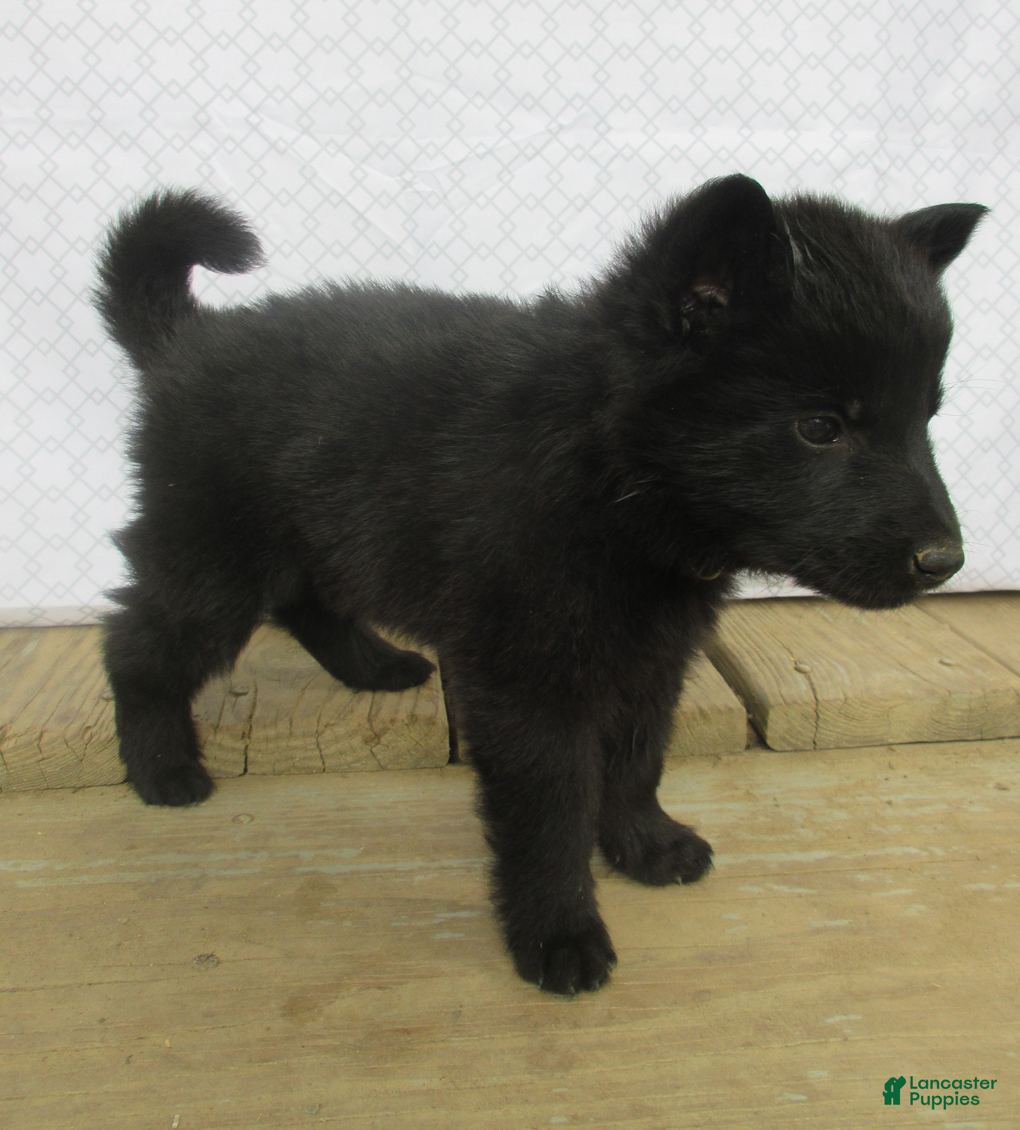 German Shepherd dogs Shirley - Ad 2