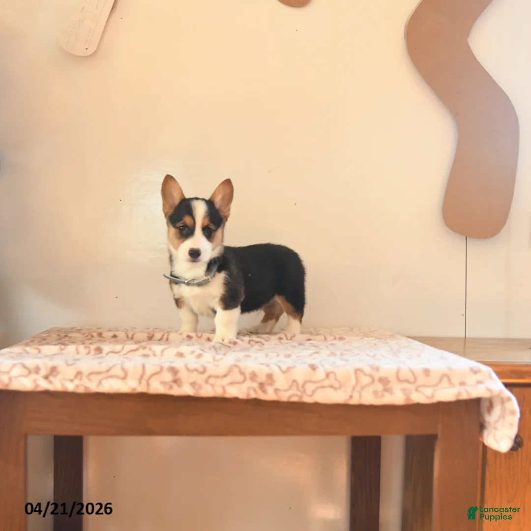 Welsh Corgi Pembroke dogs for sale: Samson - Ad 2
