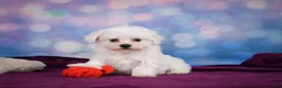 Maltese dogs for sale: ROSIE - Ad 4