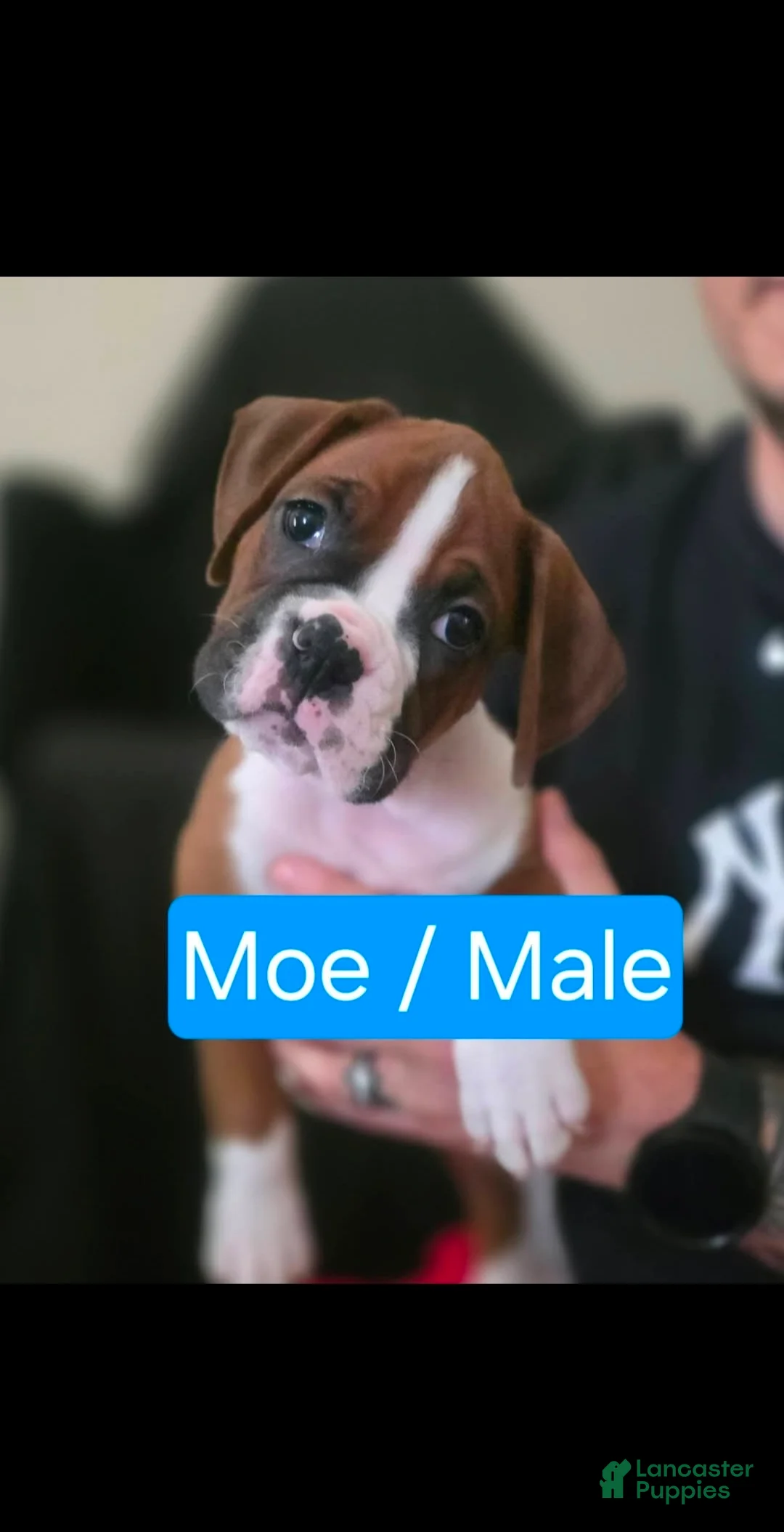 Boxer dogs for sale: Moe - Ad 1