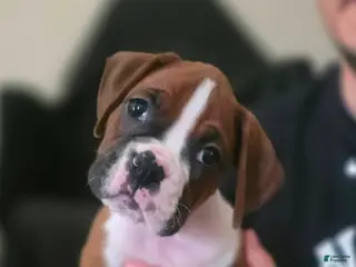 Boxer dogs Moe - Ad 12