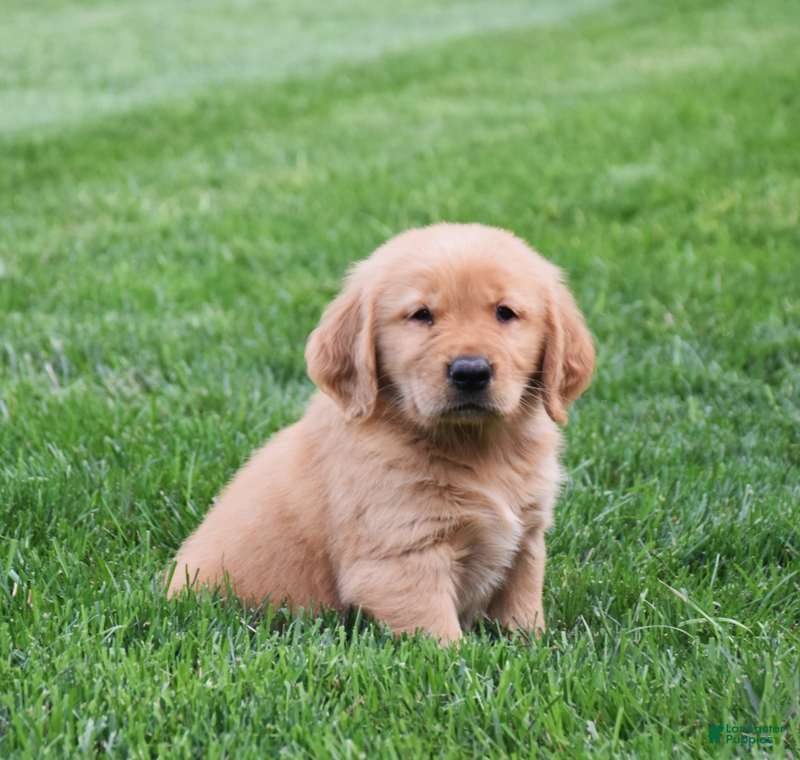 Golden Retriever dogs Geo - Ad 2