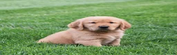 Golden Retriever dogs for sale: Geo - Ad 2