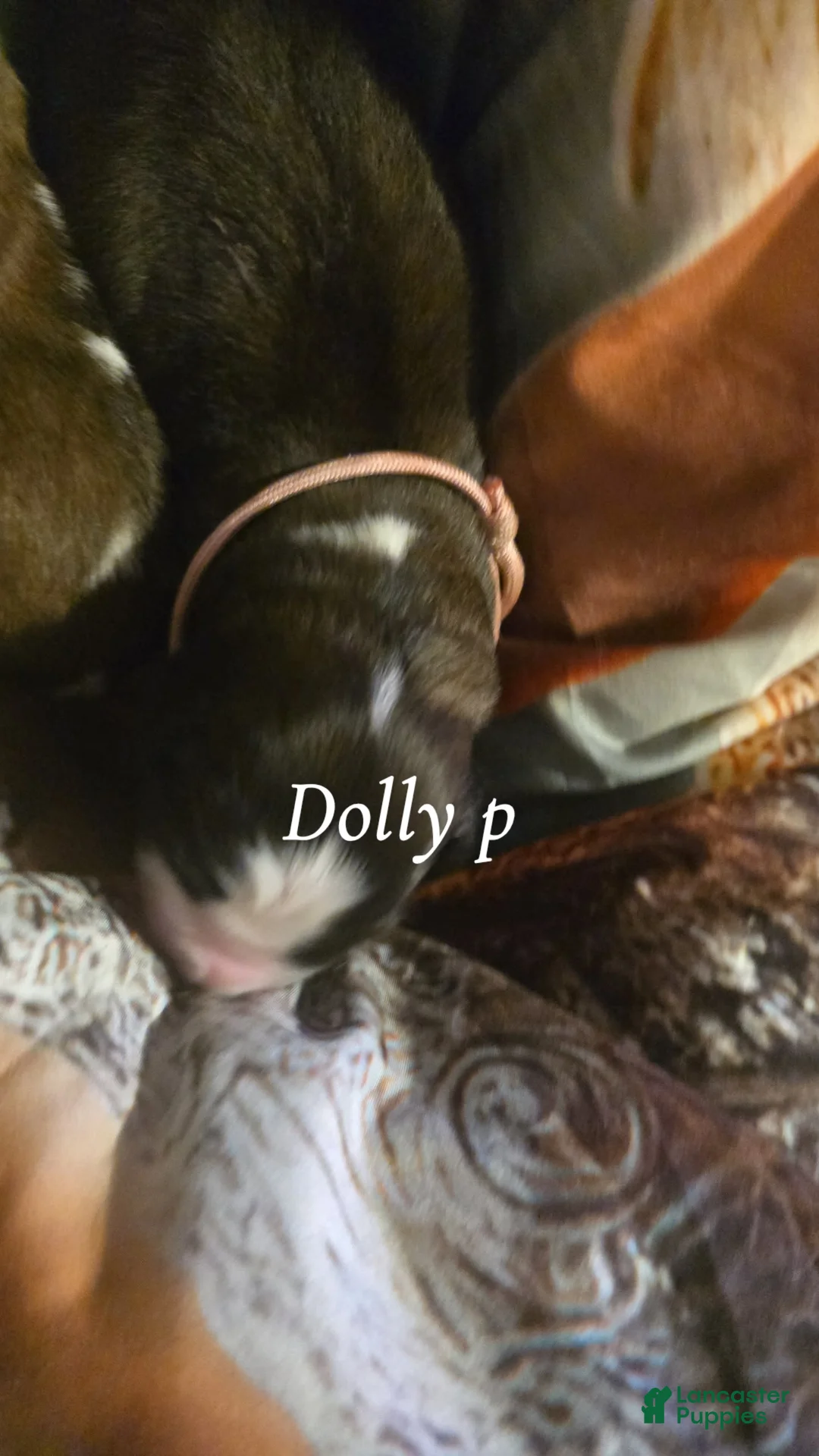 Saint Bernard dogs for sale: Dolly  - Ad 2