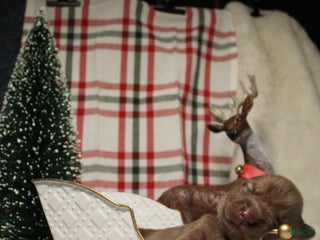 Gerberian Shepsky dogs 7 Green - Ad 11