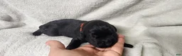 Newfoundland dogs for sale: Red - Ad 1